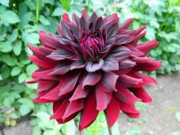 Rip City Dahlia : 2 Gallon