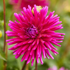 Purple Gem Dahlia : 2 Gallon