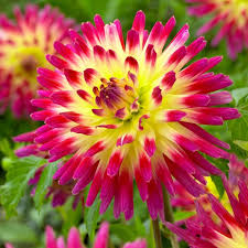 Tahiti Sunrise Dahlia : 2 Gallon