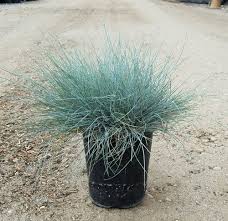 [Beyond Blue Fescue : 1 Gallon] Beyond Blue Fescue ™ : 1 Gallon
