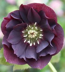 Helleborus 'Double Ellen Purple' : 1 Gallon