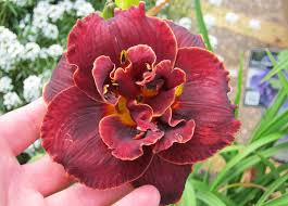Night Embers Daylily : 1 Gallon