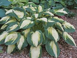 Color Festival Hosta : 1 Gallon