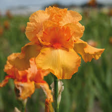 Firebreather Iris : 1 Gallon