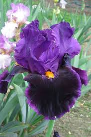 Violet Turner Iris : 1 Gallon