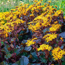 BBQ Banana Ligularia : 2 Gallon