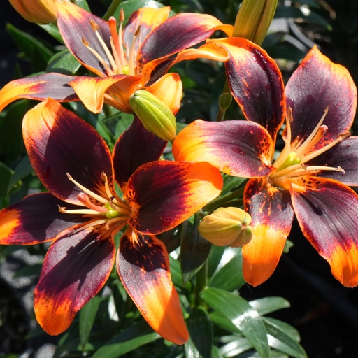 Forever Susan Asiatic Lily : 1 Gallon