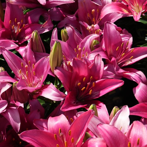 Trendy Dakota Asiatic Lily : 1 Gallon