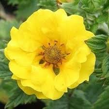 Mont d'Or Potentilla : 1 Gallon