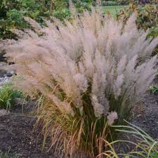 Korean Feather Grass : 1 Gallon