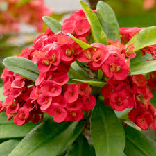 Crown of Thorns : 6 Inch Pot