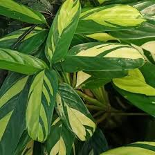 Golden Mosaic : 5 Inch Pot