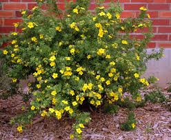Shrubby Potentilla : 2 Gallon