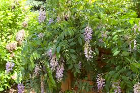 Summer Cascade Wisteria : 3 Gallon