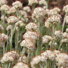 Field Pussytoes : 4 Inch Pot