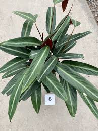 Pinstripe Plant : 6 Inch Pot