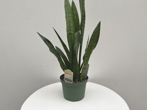 Sansevieria 'Zeylanica' : 10 Inch Pot