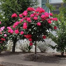 [Knock Out Rose Double Red on STD : 10 Gallon] Knock Out Rose Double Red on STD ® : 10 Gallon
