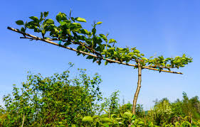Red Bartlett Pear - Espalier : 20 Gallon