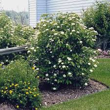 Arrowwood Viburnum : 3 Gallon