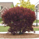 Purpleleaf Sand Cherry : 5 Gallon