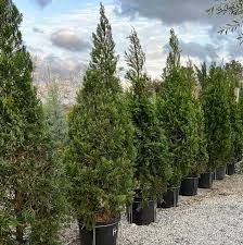Hetz Columnar Juniper : 6 Foot