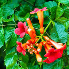 Red Trumpet Vine : 8 Inch Pot