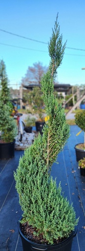 Blue Point Juniper - Spiral : 5 Gallon