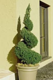Dwarf Alberta Spruce - Spiral : 3 Gallon