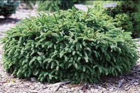 Dwarf Pumila Spruce : 3 Gallon