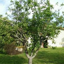 Granny Smith Apple : 5 Gallon