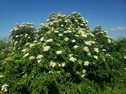 Native Elderberry : 2 Gallon