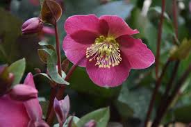 Hellebore 'Anna's Red' : 1 Gallon