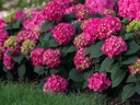 [Endless Summer Summer Crush Hydrangea : 2 Gallon] Endless Summer Summer Crush Hydrangea ® : 2 Gallon