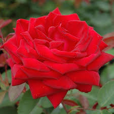 [Easy Elegance Kashmir Rose : 2 Gallon] Easy Elegance Kashmir Rose ® : 2 Gallon