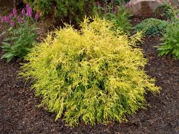Golden Mops False Cypress : 2 Gallon