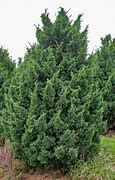 Iowa Juniper : 15 Gallon