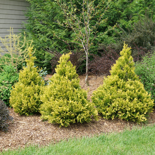 [Soft Serve Gold Globe False Cypress : 5 Gallon] Soft Serve Gold Globe False Cypress ® PW : 5 Gallon