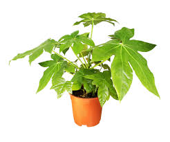 Fatsia Plant : 8 Inch Pot