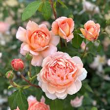 Carding Mill David Austin Rose ® : 3 Gallon
