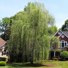 Prairie Cascade Willow : 10 Gallon