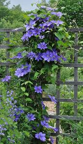 Clematis - Assorted : 1 Gallon