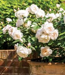 Desdemona David Austin Rose : 3 Gallon