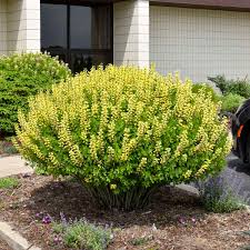 Lemon Meringue Baptisia : 2 Gallon