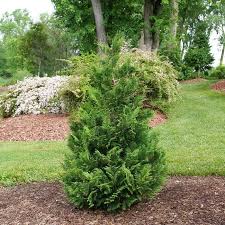 [Cedar Rapids False Cypress : 3 Gallon] Cedar Rapids False Cypress ® PW : 3 Gallon