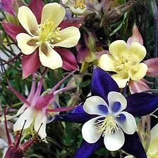 Columbine Biedermeier Mix : 1 Gallon