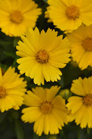 Uptick Gold Tickseed : 1 Gallon