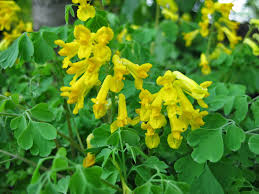 Yellow Corydalis : 1 Gallon