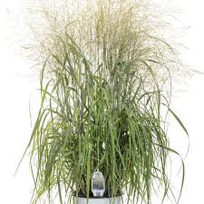 Niagara Falls Switch Grass : 1 Gallon