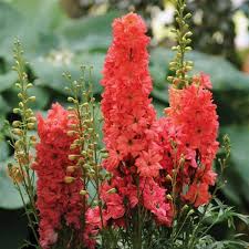 Red Lark Delphinium : 2 Gallon